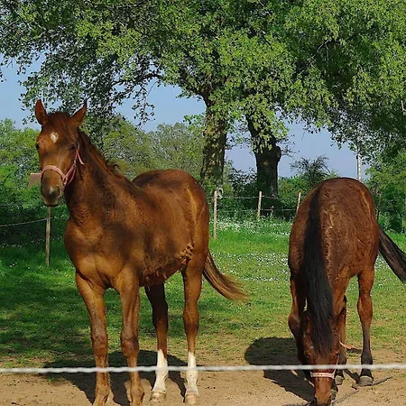 Au Manoir Des Forges * Saint-Brice (Mayenne)