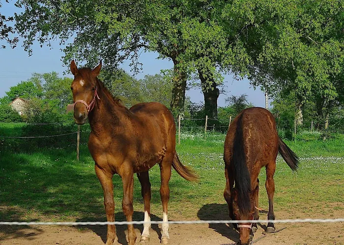 Au Manoir Des Forges * Saint-Brice (Mayenne)